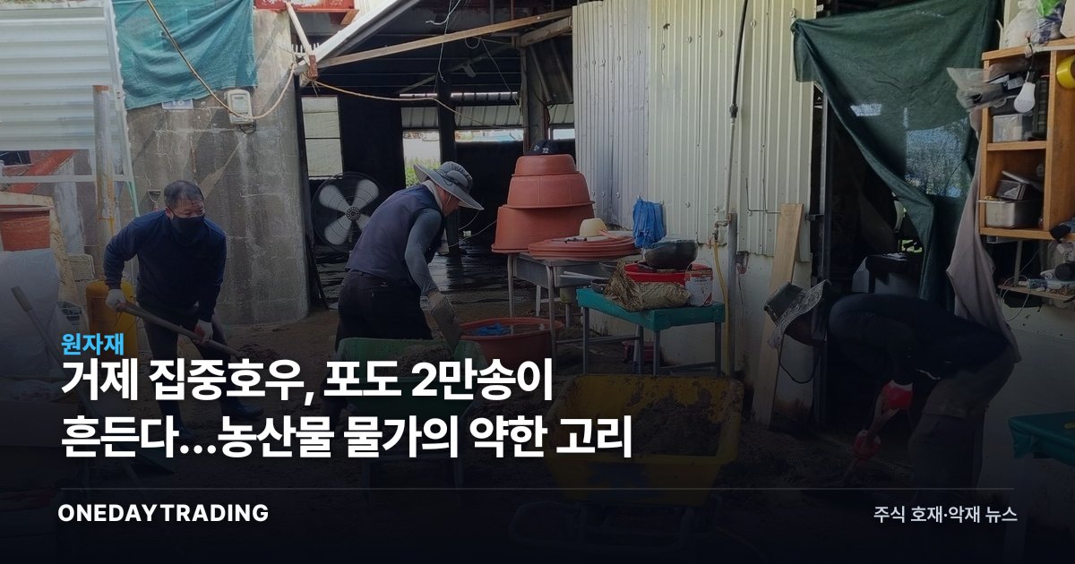 거제 집중호우, 포도 2만송이 흔든다…농산물 물가의 약한 고리