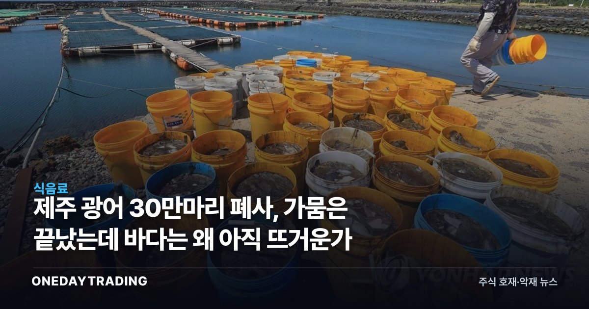 제주 광어 30만마리 폐사, 가뭄은 끝났는데 바다는 왜 아직 뜨거운가