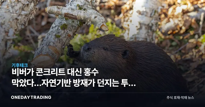 비버가 콘크리트 대신 홍수 막았다…자연기반 방재가 던지는 투자 신호