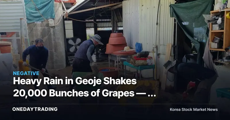 Heavy Rain in Geoje Shakes 20,000 Bunches of Grapes — A Weak Link in Farm-Product Inflation