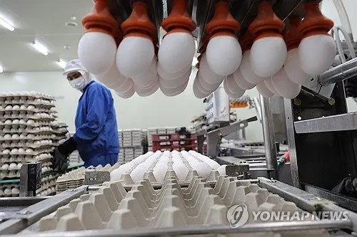 농식품부, 조류인플루엔자 경보 관심 하향…평시 방역 전환 의미