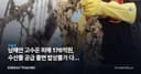 남해안 고수온 피해 176억원, 수산물 공급 줄면 밥상물가 다시 뛴다